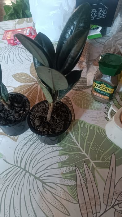 Продам комнатные цветы