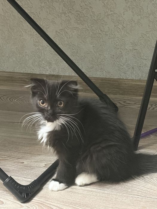 продам породистых котят