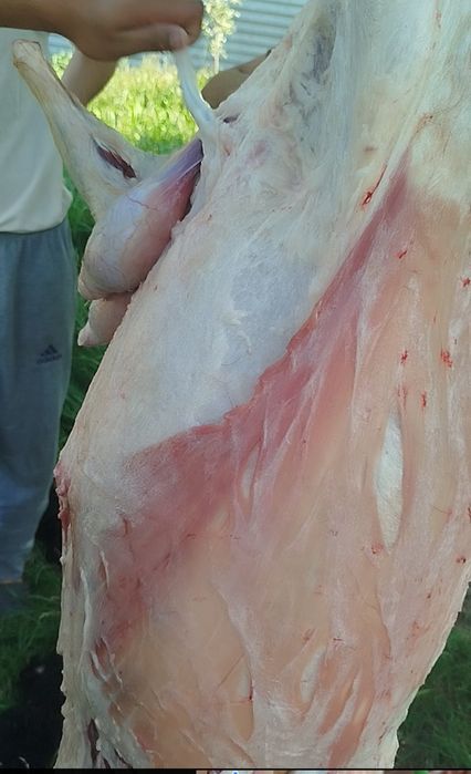 Qurbon hayitga qoʻy va qoramol soʻyib beramiz