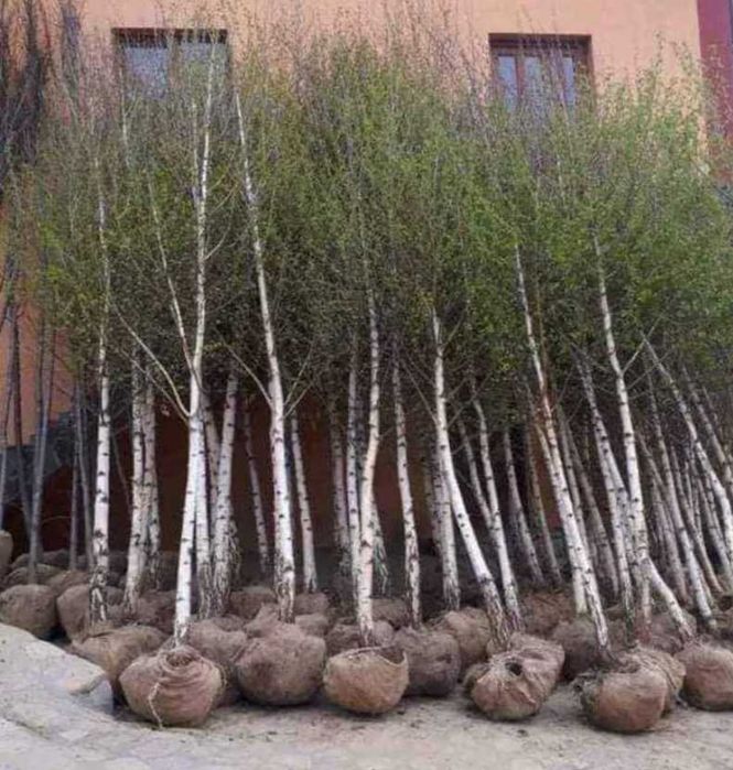 Mesteacan Alb Betula