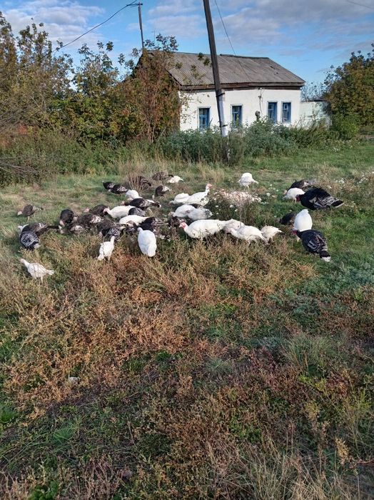 Продам индюков домашних