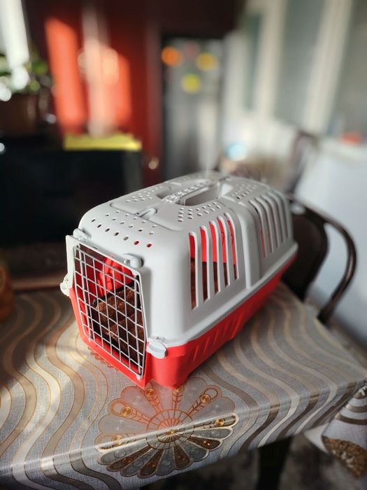 Shinshila urg'ochi 11oylik