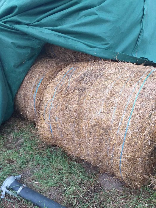 Vind Fin Lucerna si Paie asigur transport cu Tir