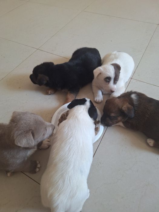 Donez cătelus de rasa