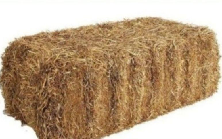 Somon Samon lömbozga suvoga toy press