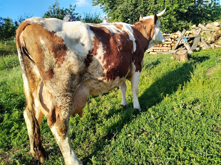 Vând vacă 25 Li Lapte