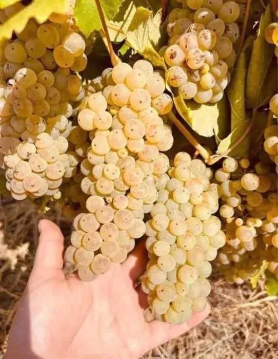 Vand Struguri de Vin