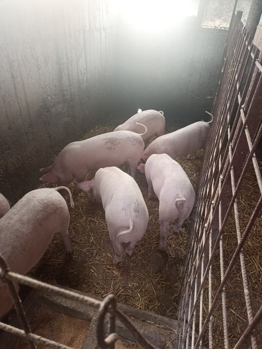 De vânzare Coteț de beton