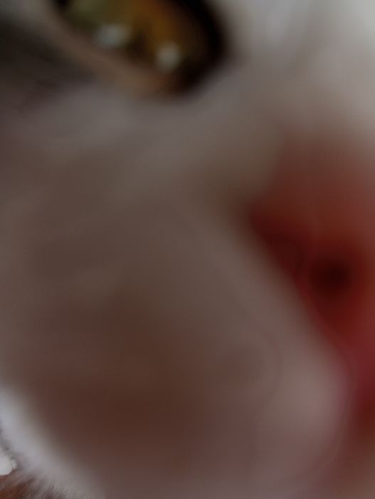 Отдаем котенка в хорошие руки