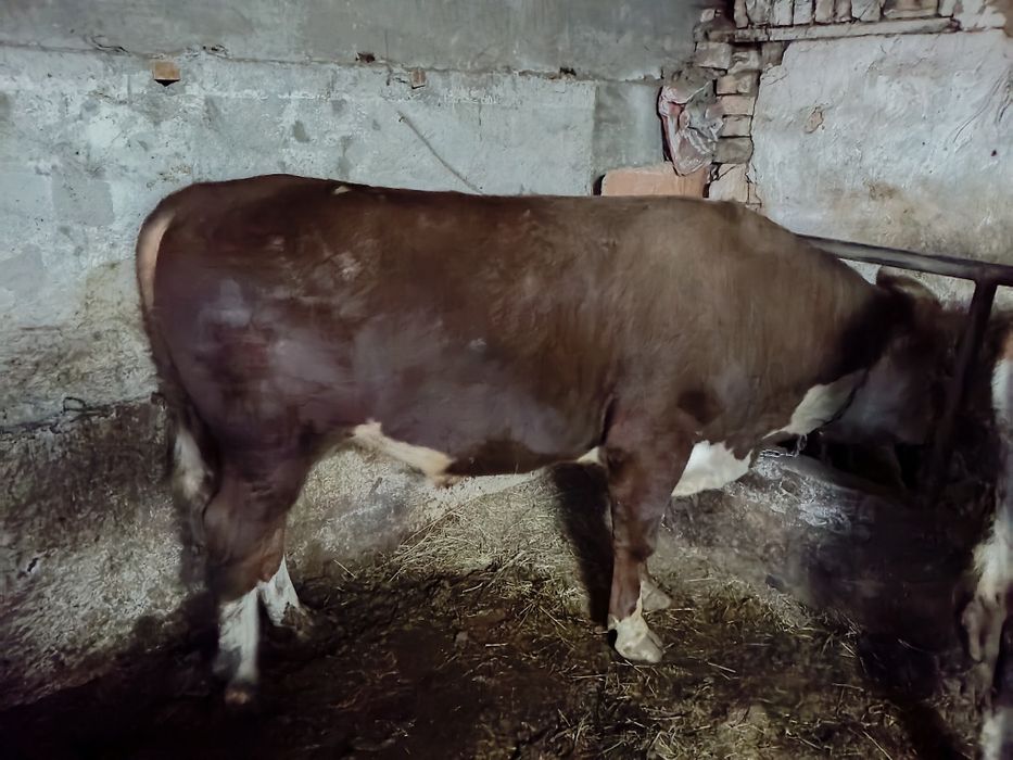 Продам быка белоголовая