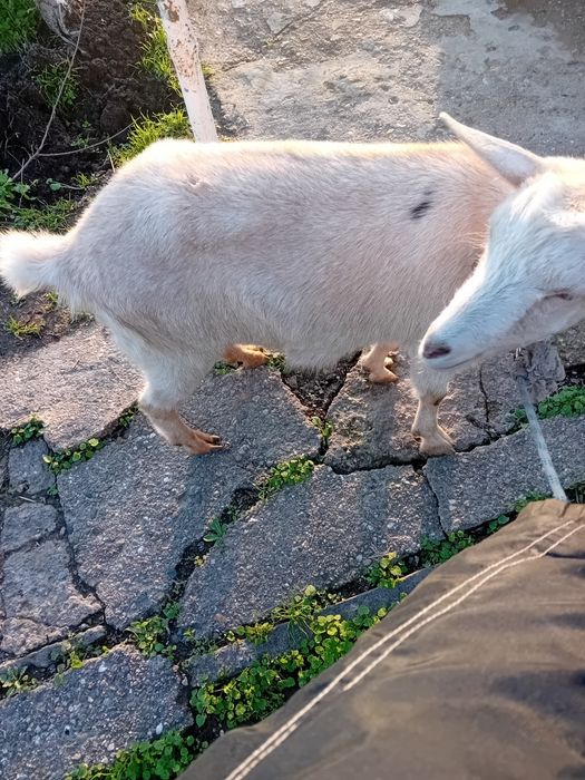 Българска млечна коза