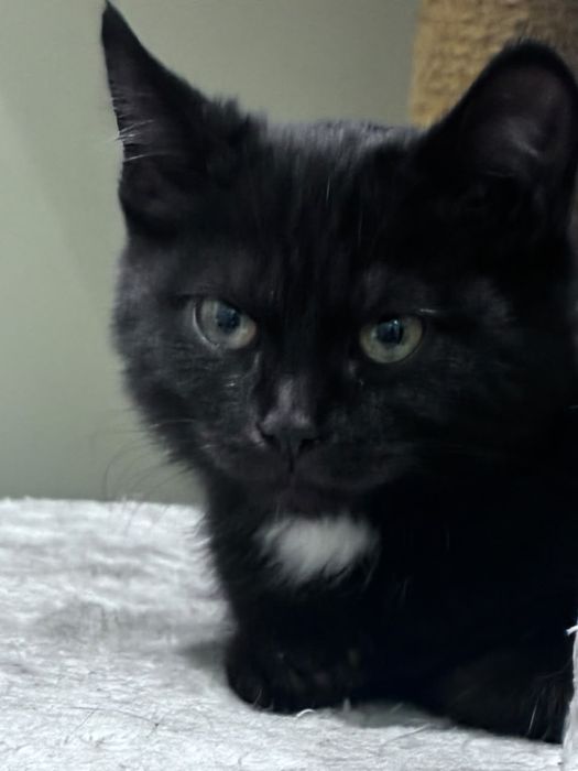 Котенок в добрые ручки