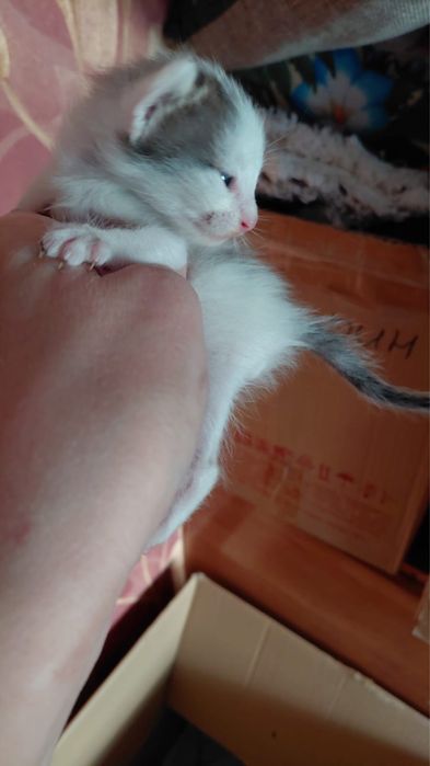 Отдам котят бесплатно
