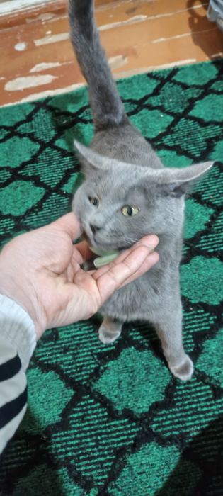 Кошечка 6 ойли ранги дымчатый