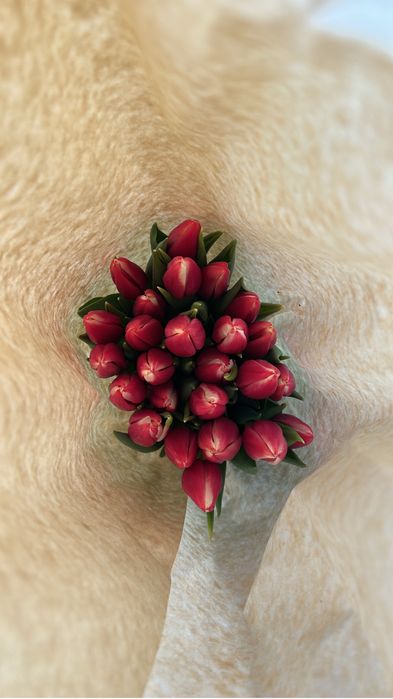 Тюльпаны оптом!!!