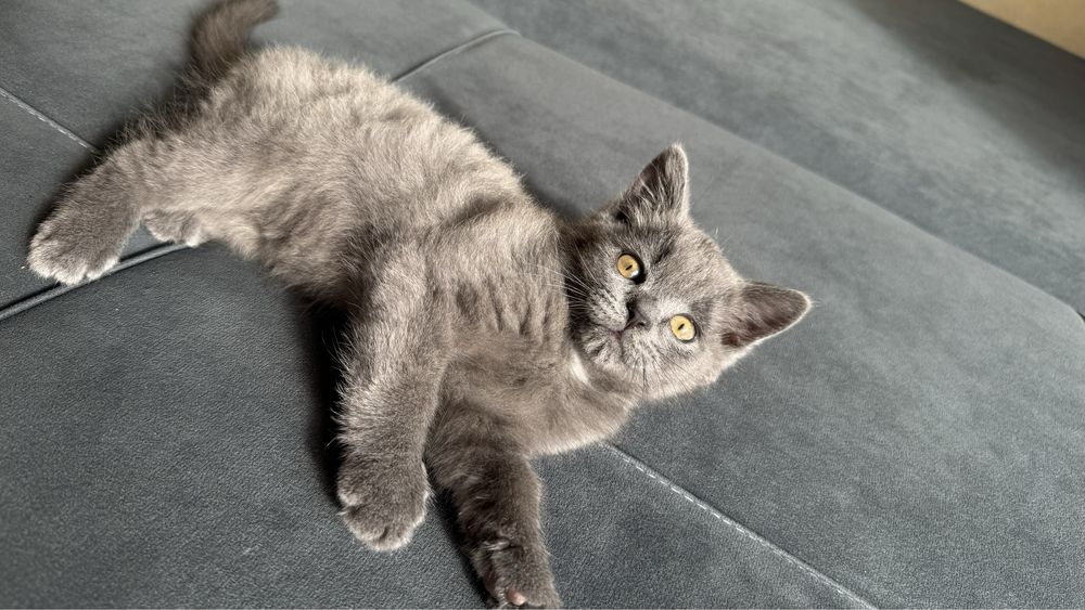 котенок британец, 2-3 месяца,