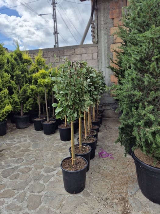 Plante ornamentale diferite specii si dimensiuni livrare gratuita în toată România