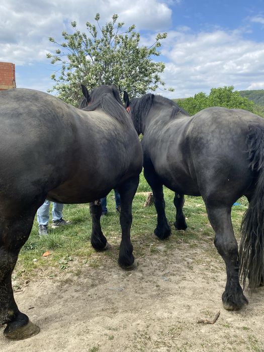 Se vinde dova manze una de 3 ani si una 4