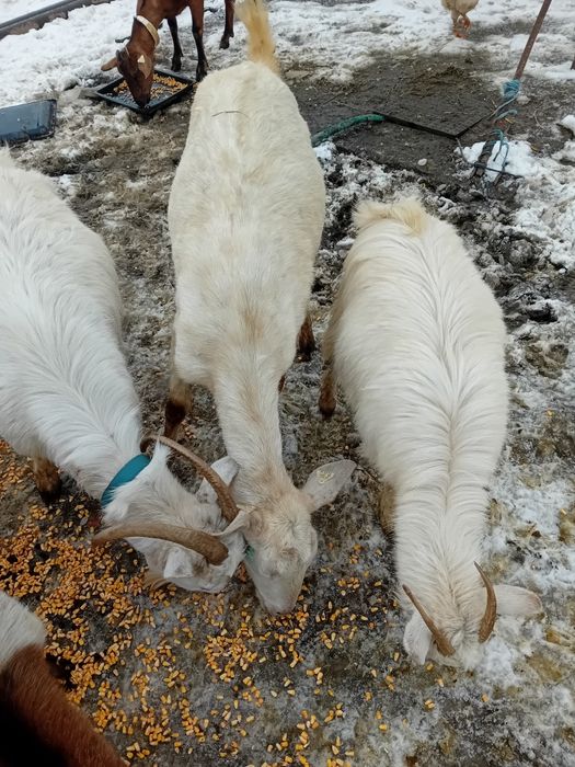 Capra sannen gestanta