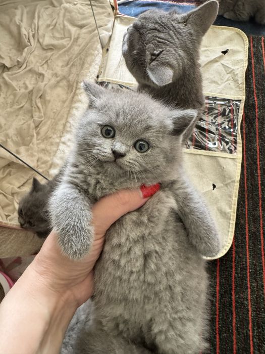 Британские котяточки