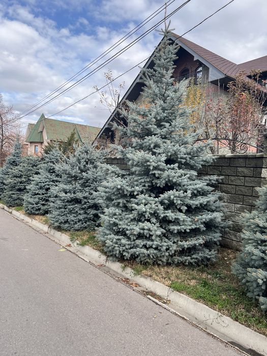 Продам голубые ель высотой от 4 м до 7 м