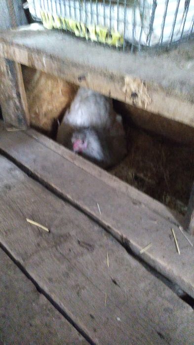 Курицы молодые и красивые