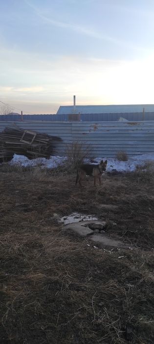 Сабака неметскии опчарка