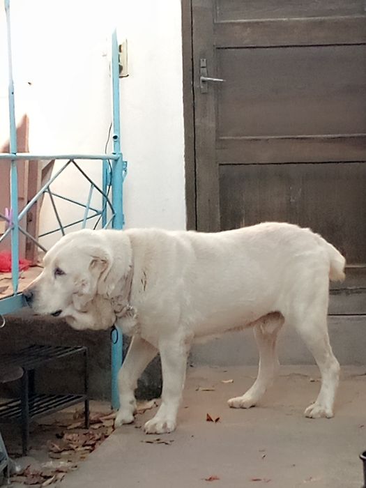 Сотилади..Алабай чистокровка.