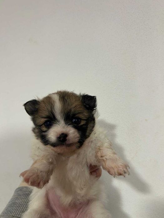 Мини шпиц Померан