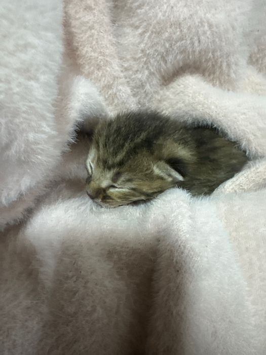 Шотландский котенок ( мама шотландка  )