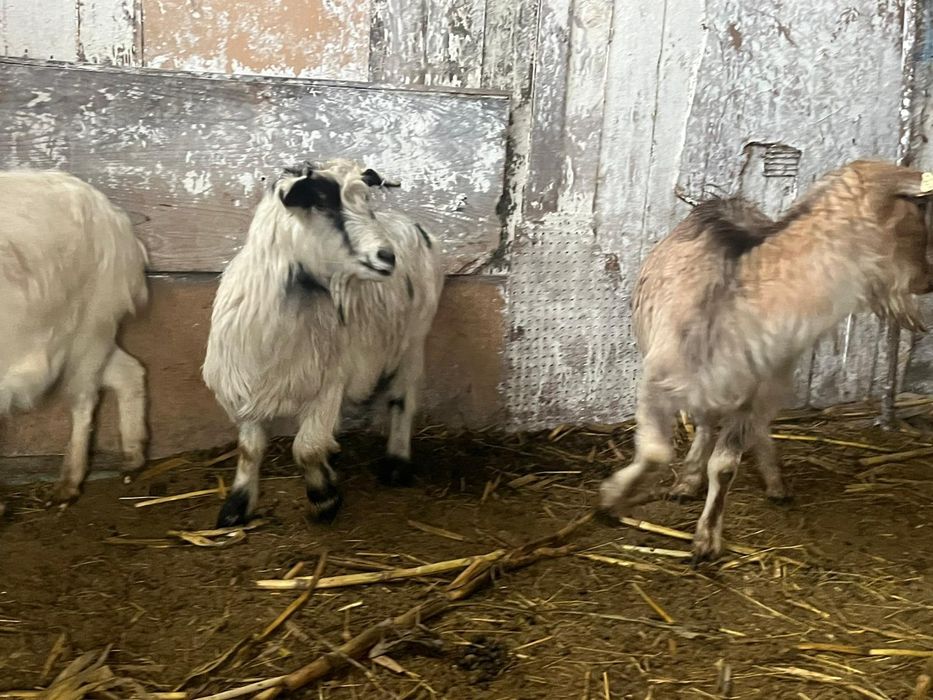 Vand capre foarte bune