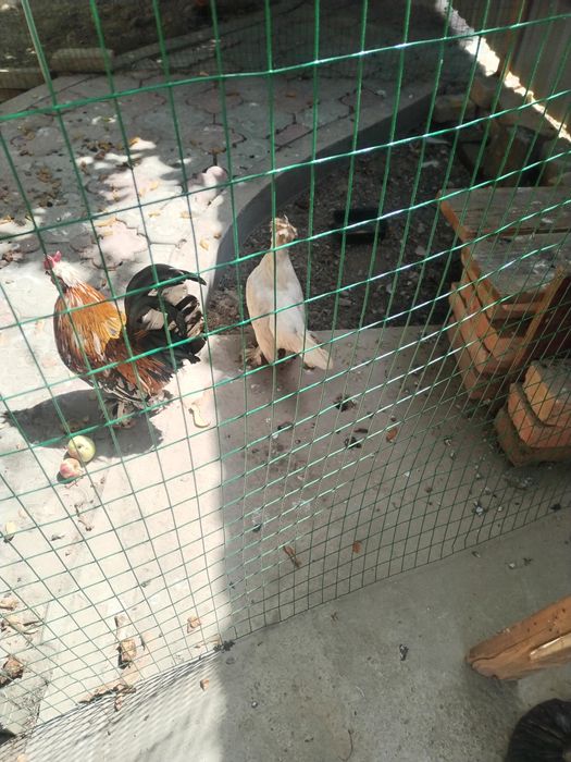 Япон товук ва хороз