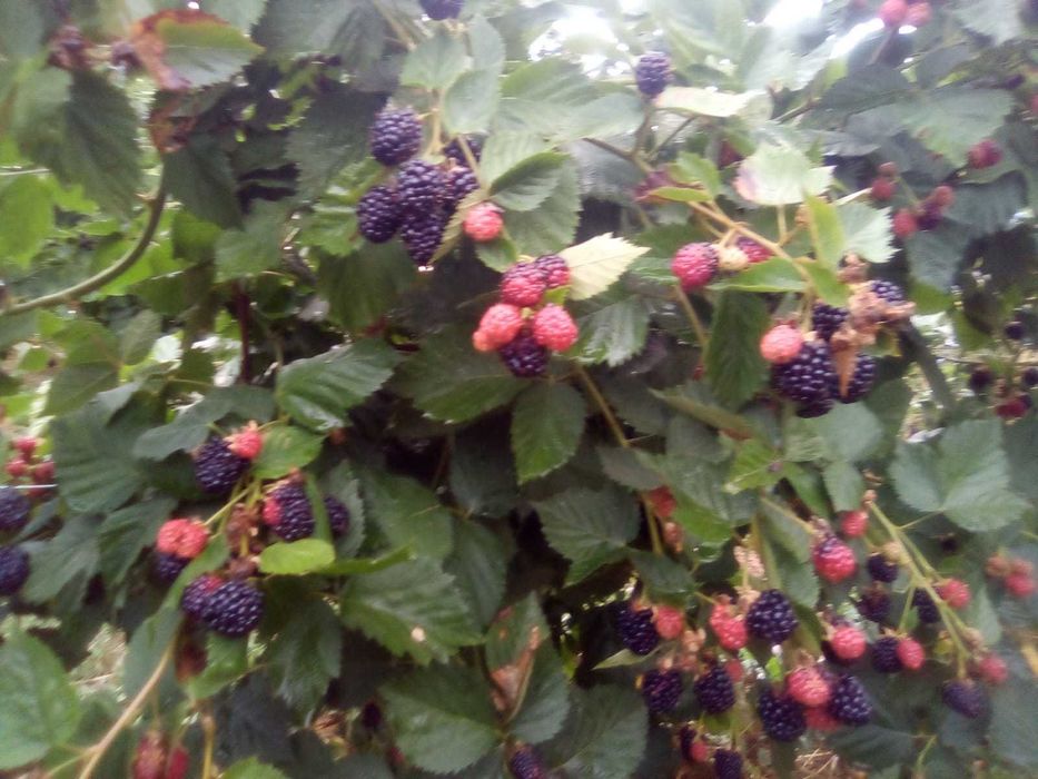 Vând butași mure fara spini Thornfree din plantație proprie