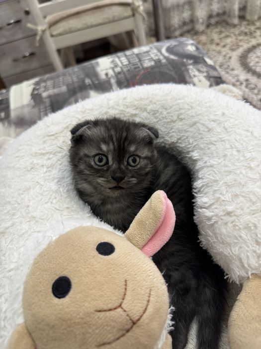 Котята.