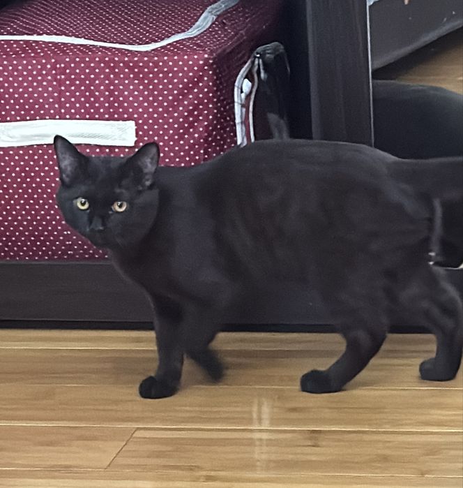 Котик 6мес бесплатно в добрые руки