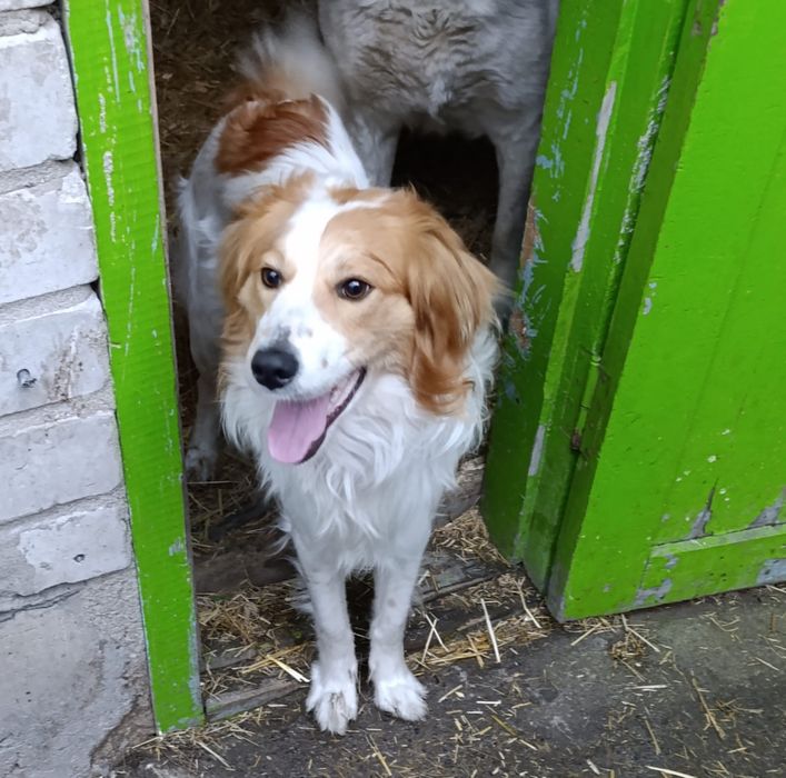 Отдам в добрые руки