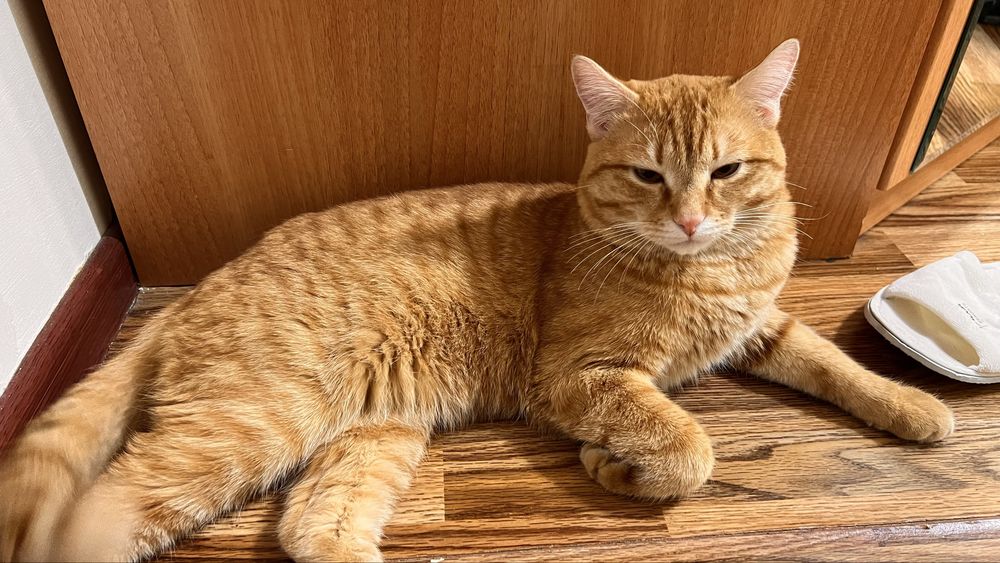 Отдадим кошку в добрые руки