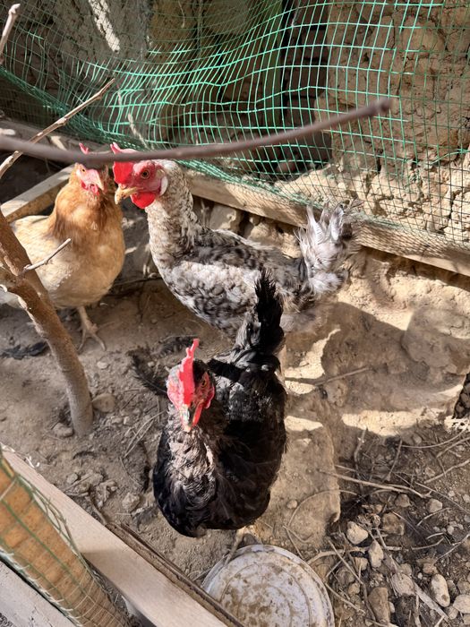 Брама хурозлар - хашаки товуклари сотилади