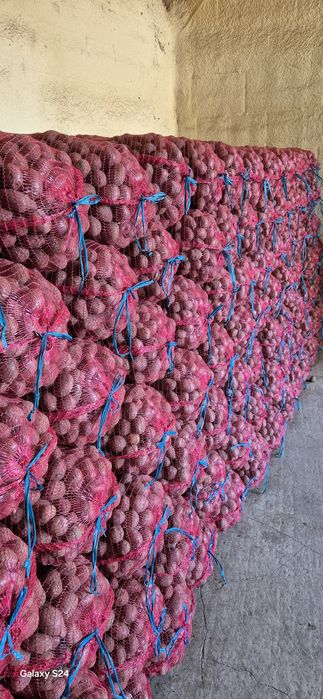 Sămânță de cartofi roșii