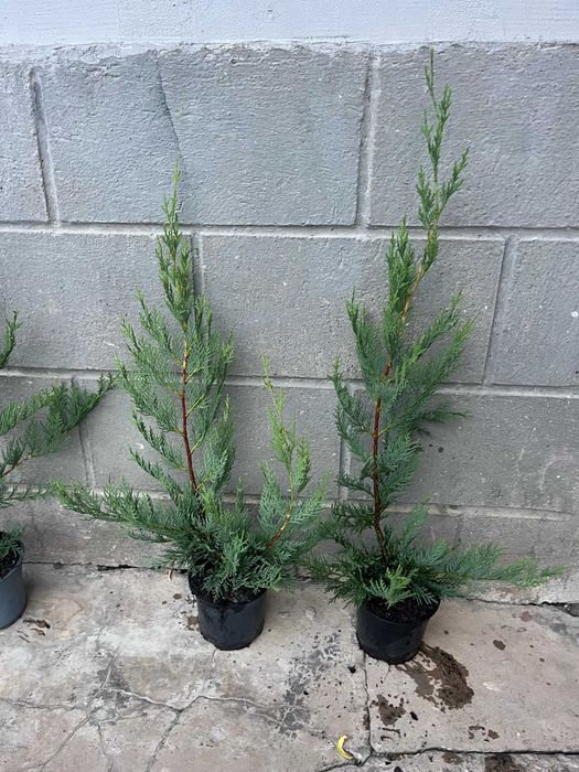 Лейландски кипарис за жив плет