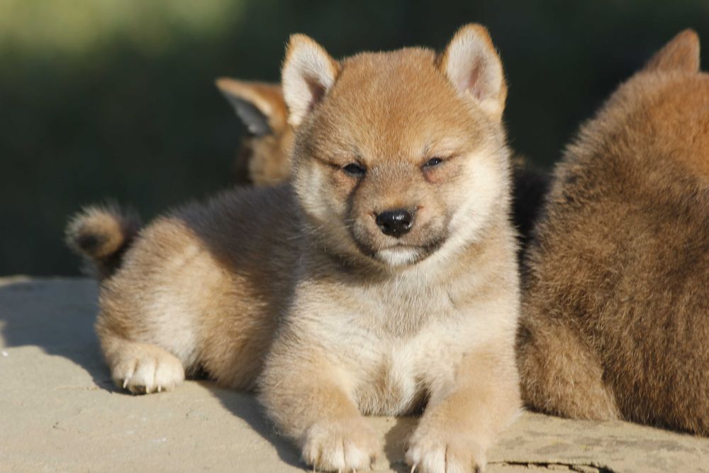 Шиба ину мъжко бебе