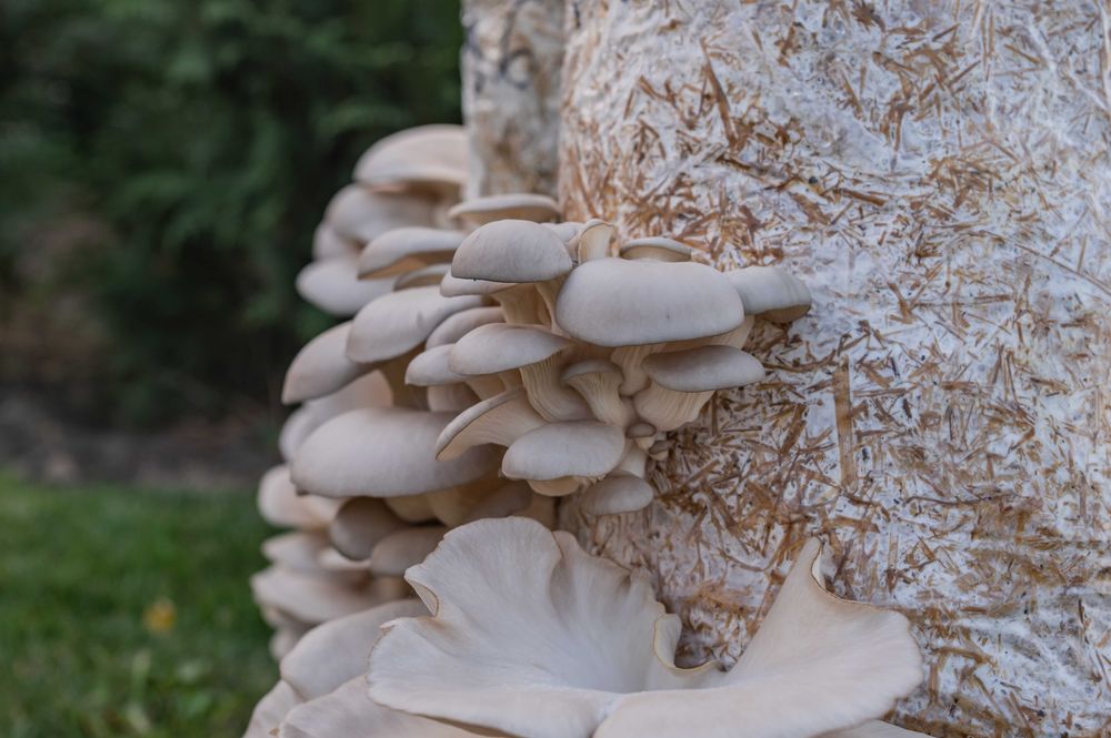 Saci de Ciuperci Pleurotus - Casa de Ciuperci Lunga