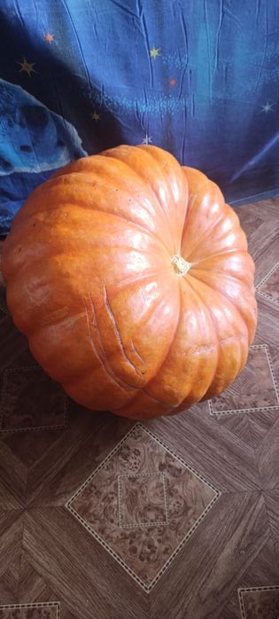 Продам , тыква 10 кг