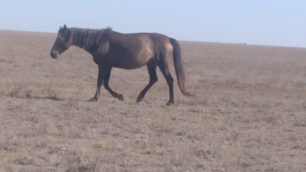 Сатылады: Үш бие құлынымен