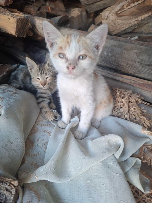 Отдаём котят даром