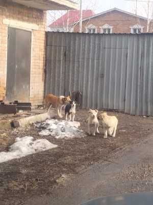 Помогите обрести дом!