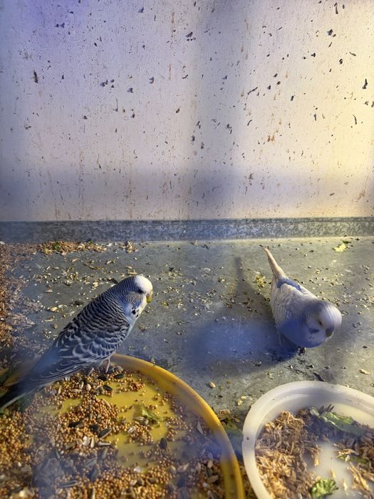 Продаются воонистые попугаи и чехи