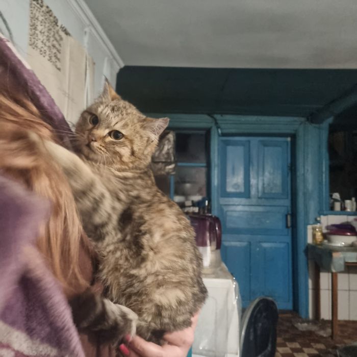 Котята девочка и мальчик