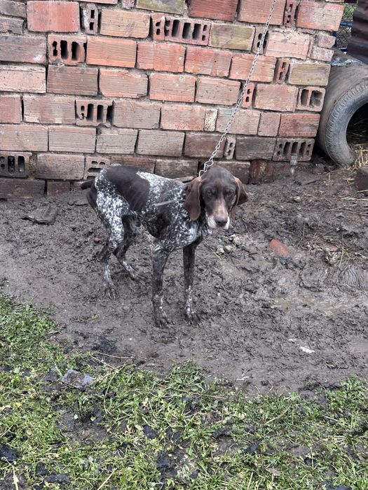 женски курцхаар