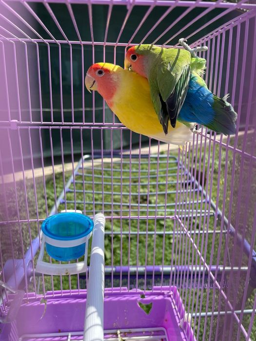 Продам пара попугай  папугай неразлучники